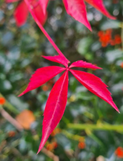 Herbst1 Herbst1